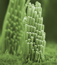 Inner Ear